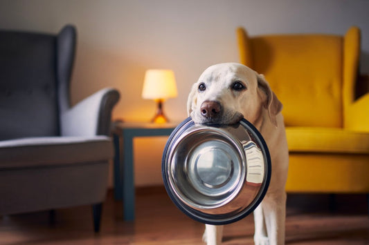 🐾 The Ultimate Guide to Choosing the Best Pet Accessories
