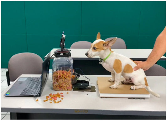 🥣   Why Every Pet Owner Needs an Automatic Pet Feeder